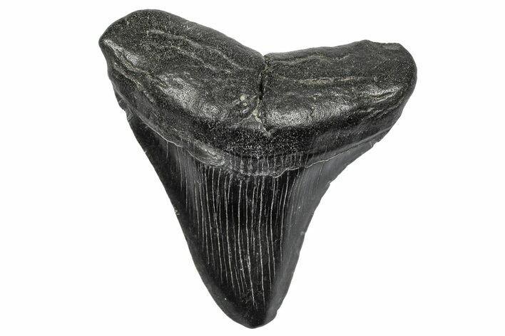 Fossil Megalodon Tooth - South Carolina #341478